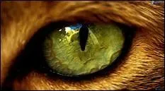 On commence doucement.
De quelle couleur étaient les yeux de Rusty, alias Nuage de Feu, Cur de Feu, Étoile de feu ?
