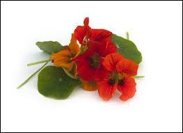 Cette fleur était déjà connue sous Louis XIV. On l'appelle aussi "le cresson du Mexique". Son nom plus commun est :