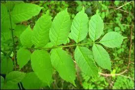 A quel arbre appartient cette feuille ?
