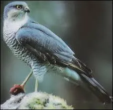 Avez-vous reconnu cet oiseau de proie ? C'est un(e) ...