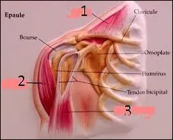 Voici les muscles de l'épaule, quel nom porte le n° 2 ?
