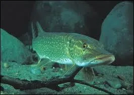 Quel est ce poisson de rivière ?