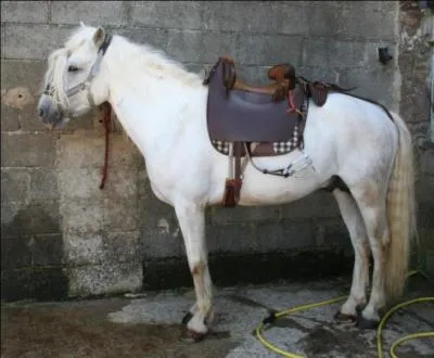 Comment appelle-t-on la selle que ce cheval porte ?
