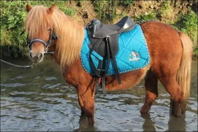 Comment appelle-t-on la selle que ce poney porte ? (regardez bien la photo)