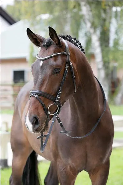 Comment appelle-t-on la muserolle que ce cheval porte ?