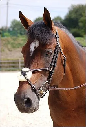 Comment appelle-t-on la muserolle que ce cheval porte ? (deux réponses à cocher)