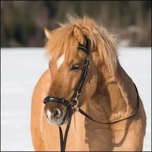 Comment appelle-t-on la muserolle que ce poney porte ?