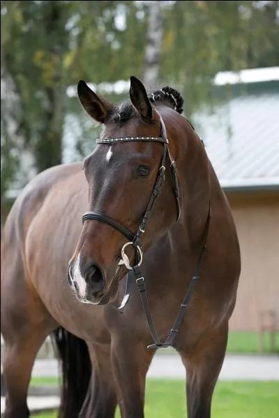Comment appelle-t-on la muserolle que ce cheval porte ?