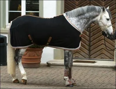 Comment appelle-t-on la couverture portée par ce cheval ?