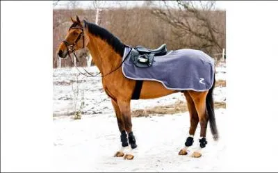 Comment appelle-t-on la couverture portée par ce cheval ?