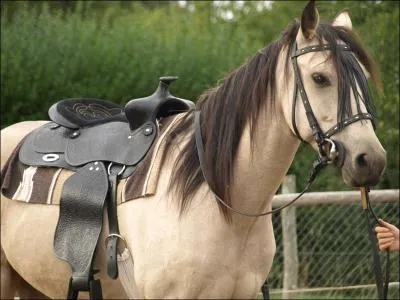 Comment appelle-t-on la selle que ce cheval porte ?