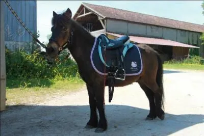 Comment appelle-t-on la selle que ce poney porte ? (deux réponses à cocher)