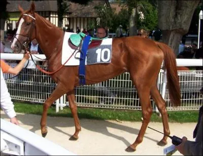 Comment appelle-t-on la selle que ce cheval porte ?