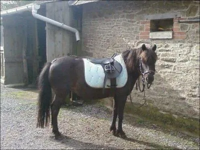 Comment appelle-t-on la selle que ce poney porte ?
