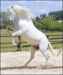 Que fait ce cheval ?