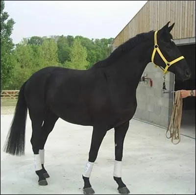 Ce cheval est un :