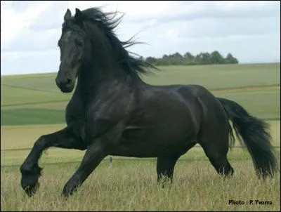 Ce cheval est un :
