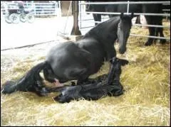 Que fait ce cheval ?