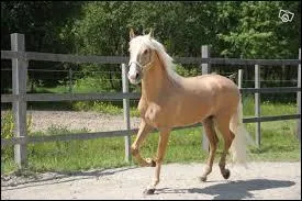 Quelle est la robe de cet hongre ?