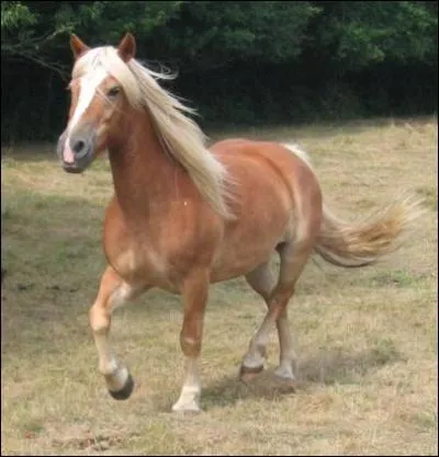 À quelle allure va ce cheval ?