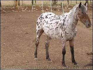 De quelle taille est ce double poney ?