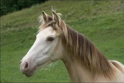 Que fait ce cheval ?