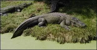 Quel est cet animal en anglais ?