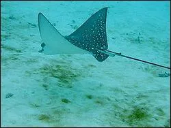 Quel est cet animal en anglais ?