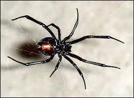 Quel est cet animal en anglais ?