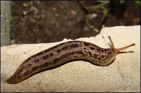 Quel est cet animal en anglais ?