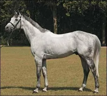 Quelle est la race de ce cheval ?