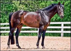 Quelle est la race de ce cheval ?