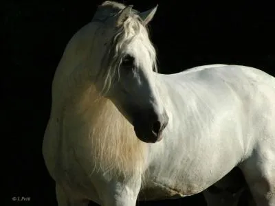Quelle est la race de ce cheval ?