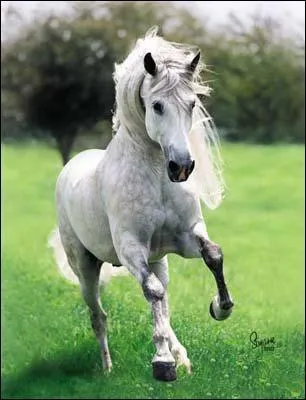 Quelle est la race de ce cheval ?