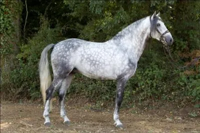 Quelle est la race de ce cheval ?