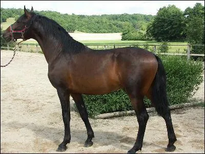 Quelle est la race de ce cheval ?