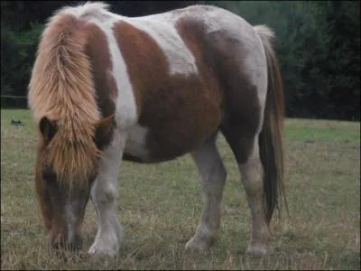 Quelle est la race de ce gentil poney ?