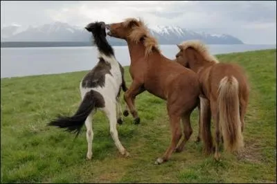 Quelle est la race de ces poneys ?