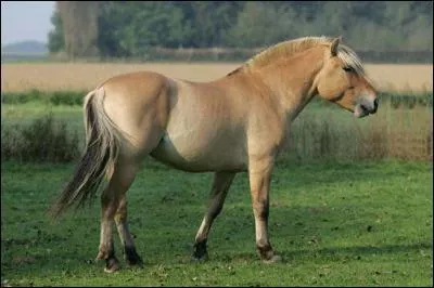 Quelle est la race de ce poney ?