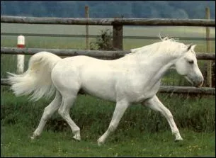 Quelle est la race de ce célèbre poney ?