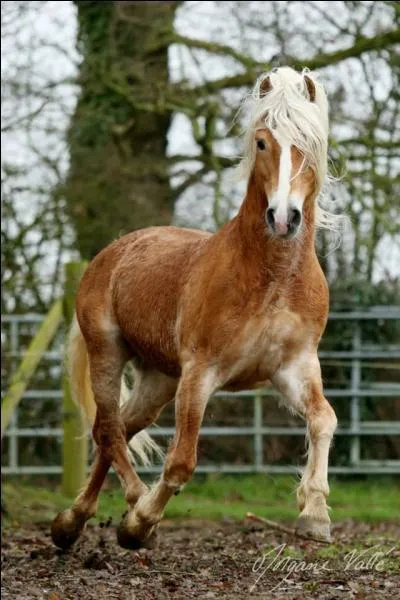 Quelle est la race de ce magnifique étalon ?