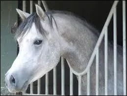 Quelle est la race de ce cheval ?