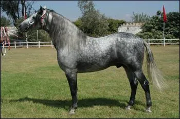 Quelle est la race de ce cheval ?