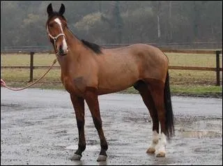 Quelle est la race de ce cheval ?