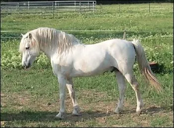Quelle est la race de ce cheval ?