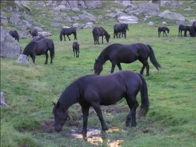 Quelle est la race de ces chevaux ?
