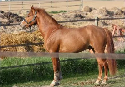 Quelle est la race de ce bel étalon ?