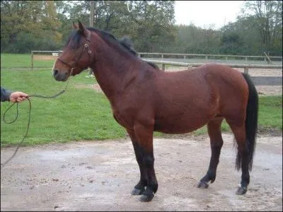 Quelle est la race de ce poney ?