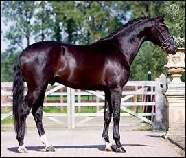 Quelle est la race de ce cheval ?