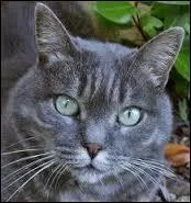 Pour son pelage, Nuage de Bruyère (fils de Pelage de Lion et Cur Cendré, pas Fleur de Bruyère) a hérité du gène de :